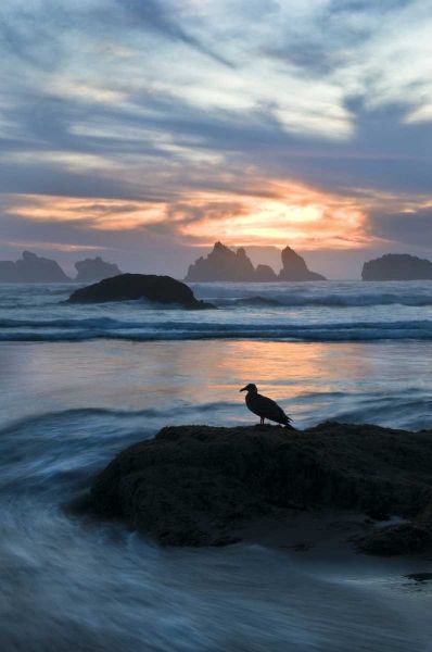 Oregon, Bandon Beach Seagull on rock at twilight
